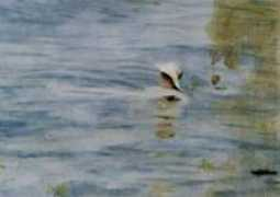 navadopress.com Stieding