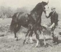 gelderlanderhorse.nl Stienie