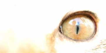 andylaub.com Stimuli
