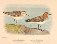 Stint