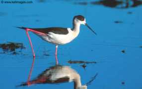 Stint