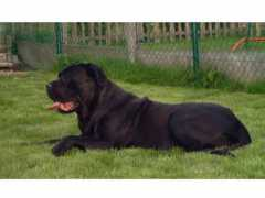 canecorsonancy.be Stinus