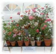 pelargonia.no Stjerne