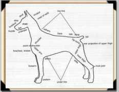 jbarsdobies.com Stnd