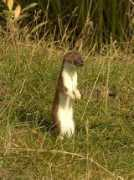 Stoat