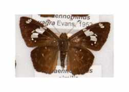 butterfliesofamerica.com Stola
