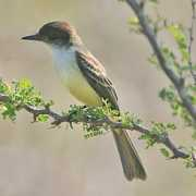 birdfinders.co.uk Stolid
