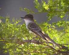 worldbirds.eu Stolid