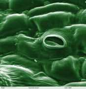 Stoma