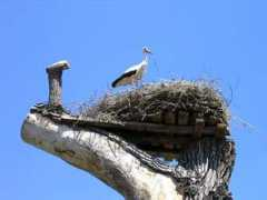 beta.trekearth.com Storks