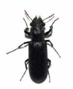 bugguide.net Stouti
