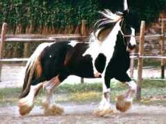 tinker-pony-und-shire-horse-hof.de Strainger