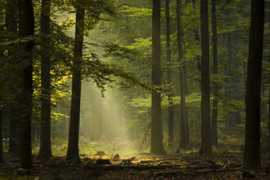 photofacts.nl Stralen