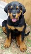 Straydog