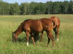 clearwaterquarterhorses.com Streaker
