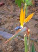 egypte.duikstart.nl Strelizia