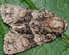 sungaya.narod.ru Strigo