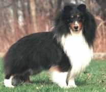 blueheavenshelties.com Striker