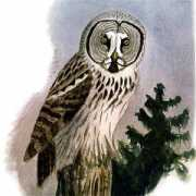 ec.europa.eu Strix