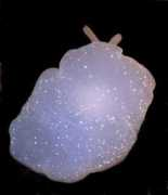 slugsite.us Strongi