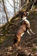 boxer.name Strongi