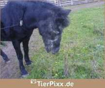 tierpixx.de Strubbel