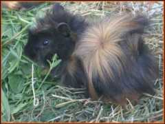 kai-verwayen.ag.vu Strubbel