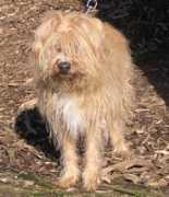 tierheim-lb.de Struppi