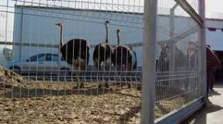 media.univ-danubius.ro Struti