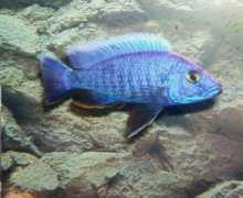 cichlids.com Struttin