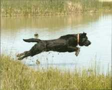 Stryder