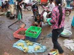 Stungtreng