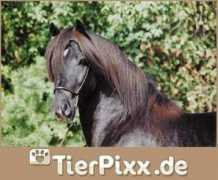 Stute