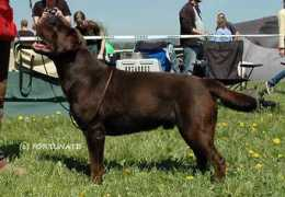 labrador-retriever.cz Suarte