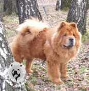 chow.ru Subachev