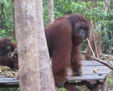 Subek