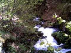 Subera