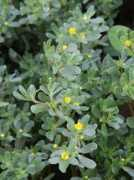 botanic.jp Suberi