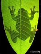 Subingar