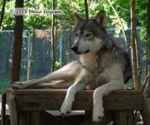 everythingwolf.com Subordinate