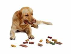 dingo.suchary.cz Sucharu
