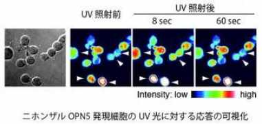 pri.kyoto-u.ac.jp Suchinda