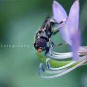 fotoblur.com Suciyani