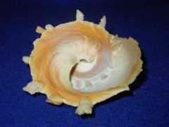 firama.com Sucod