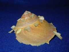 firama.com Sucod