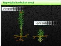 Sudir