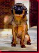 brussels-griffon.net Sueh