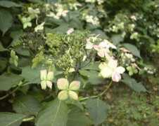 stewartia.net Sugare