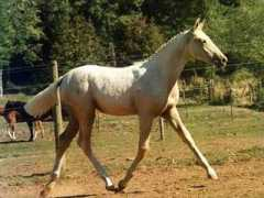 shirefoxfarm.com Sugaree