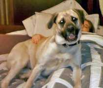 gotpetsonline.com Suggar